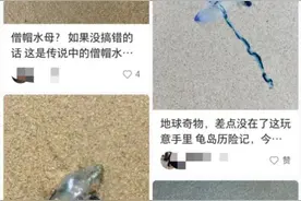 三亚沙滩现剧毒僧帽水母伤人？官方回应无游客中毒，已现场处理图片