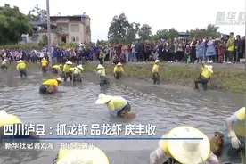 四川泸县：抓龙虾 品龙虾 庆丰收图片