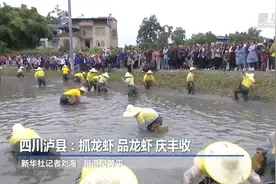 四川泸县：抓龙虾 品龙虾 庆丰收图片