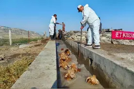 茫丁乡：开展秋季“羊药浴” 除虫抗病助增收图片