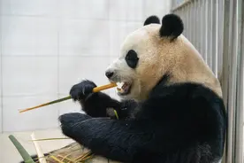 新华社记者独家现场探访大熊猫“福宝”图片