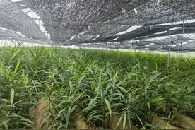 山东莱芜：小生姜闯出致富大市场图片