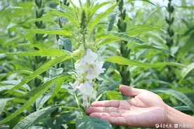 枣庄村落里600年芝麻飘香，村里老人：手一摸就知出多少香油图片