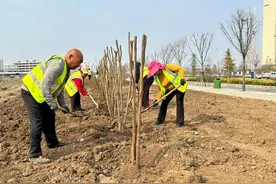 示范区春季绿化为城市注入“绿美”底色图片