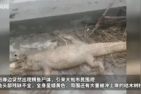 四川达州一河边发现鳄鱼尸体，当地：或为上游冲下来的，已作无害化处理图片