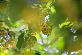 夏天从南路爬香山最凉快！椴香林将“香飘十里”至七月图片