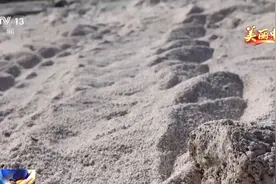 中国最大的海龟自然产卵场什么样？带你去海南三沙探访海龟“产房”图片