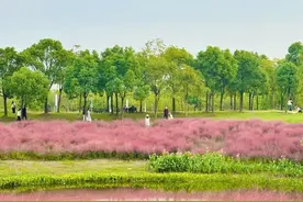 上海秋天爆火的粉色花海！阿勒泰般的美景免费打卡→图片