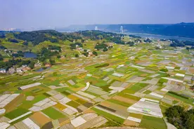 栽种竹苗为长江沿线增添新绿 四川南溪开展义务植树活动图片