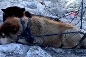 热闻|哈尔滨狗拉雪橇被指虐狗，网友建议取消该项目，多方回应了图片