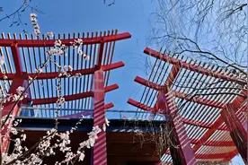 山桃花开，来大运河森林公园邂逅浪漫图片