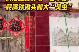 网友记录外墙“艺术展”，爬满铁锹头般大“臭虫”图片