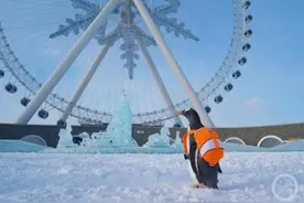场馆内雪太少企鹅走路打滑？园方：模拟南极场景铺的冰片图片