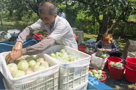 阳信媚梨喜获丰收梨园直播助农增收图片