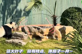 果然视频|动物视界143——这是什么美味，让我尝尝图片