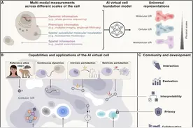 Cell：AI虚拟细胞，生命科学的“终极沙盘”？图片