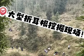 观察1下｜组团挖折耳根，成都的松弛感又火了！图片