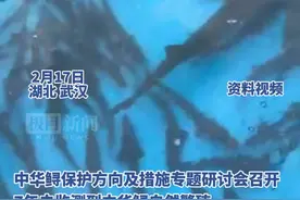 连续7年未见中华鲟自然繁殖，专家：2036年有望看到它们在长江中恢复产卵图片