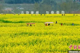 四川平昌白衣古镇上千亩油菜花香醉游人图片