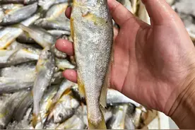 刚下船就上桌！深海60米捕捞！肉厚细腻，杭州人就馋这口野味...图片