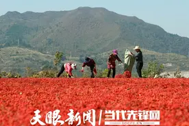 强势崛起 向兴而行 | 贵州山桐子产业领跑粮油安全新赛道图片