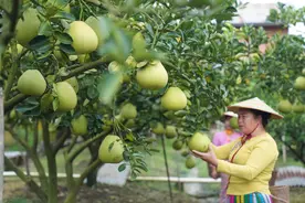 #（经济）云南瑞丽：水晶蜜柚采摘忙图片