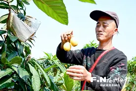 福清一都新品枇杷成抢手货图片