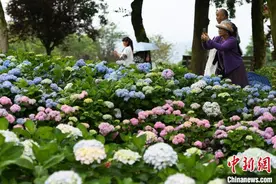 重庆巴南百余亩绣球花开引游人 色彩斑斓似油画图片