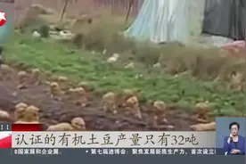 董宇辉直播间被指高价卖“假有机土豆”市监局回应：情节较轻未予立案视频封面