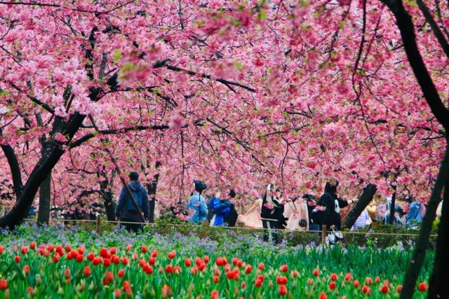武汉，韩国游客盯上你了！