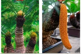 快来看！国家植物园“铁树”又开花啦~图片
