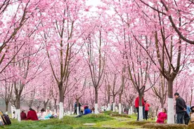 油菜花、桃花、樱花……成都农业发布10条春日赏花线路图片