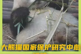 大熊猫国家保护研究中心揭牌图片