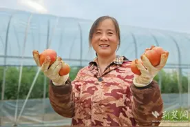 丰收进行时！云梦水果型草莓番茄受青睐图片