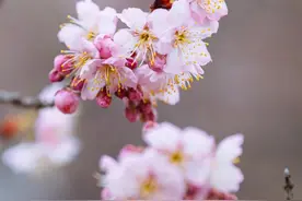 武汉樱花开了！这里可观赏→图片