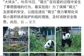 大熊猫萌兰再次“越狱”引热议！北京动物园：闭馆改造图片