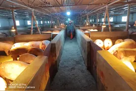 印江县土黄村：生猪代养走出一条致富路图片