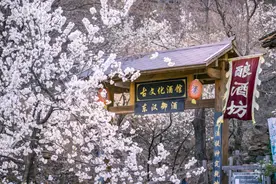 景美人少价格低，三月“捡漏”赏花游来了图片