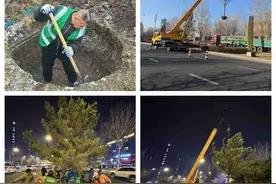 今年长春市人民大街等主干路将补植黑皮油松200余株图片