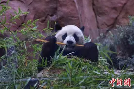 在美国圣迭戈感受“大熊猫热度”图片