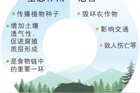 200万头！野猪“肇事”频登热搜，如何科学调控？图片