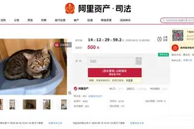 主人欠钱狸猫被法拍，引超4000人竞拍！猫咪的最终归宿在哪儿？律师解读图片