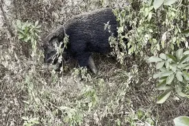 野猪又现珠海主城区！不怕人还主动靠近！紧急提醒图片