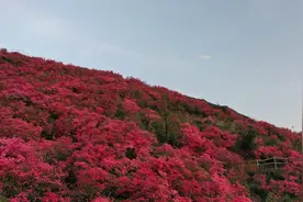 木兰云雾山发出邀约：雾里看杜鹃，何似在人间！图片