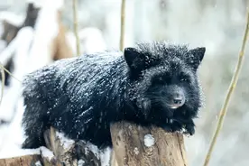 北京动物园皑皑白雪的浪漫～图片