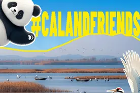 Crane老友记｜一组英文海报带你认识丹顶鹤“加利福尼亚”的好朋友们图片