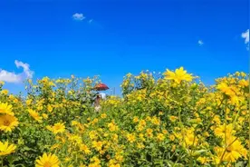 威海新晋打卡地！金色花海绚丽绽放 惊艳一整个秋天图片