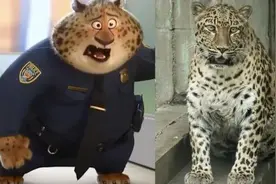 现实版“豹警官”饲养员即将退休，曾被质疑虐待动物，本人回应图片