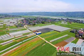 宜宾叙州：蔬菜园里忙“春收”图片