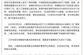 放恶犬围捕雪豹致其瘫痪?不实，为牧民的牧羊犬图片